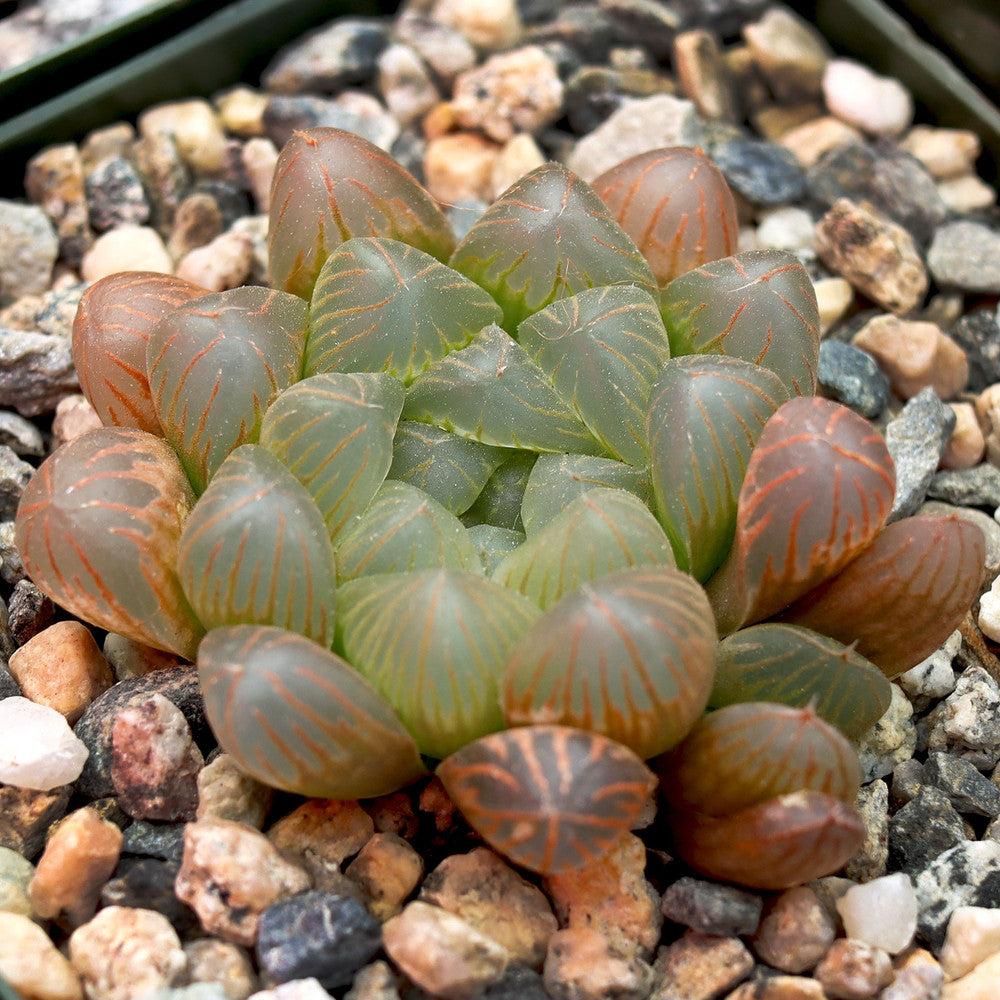 Haworthia cooperi var. truncata - Alien Eggs