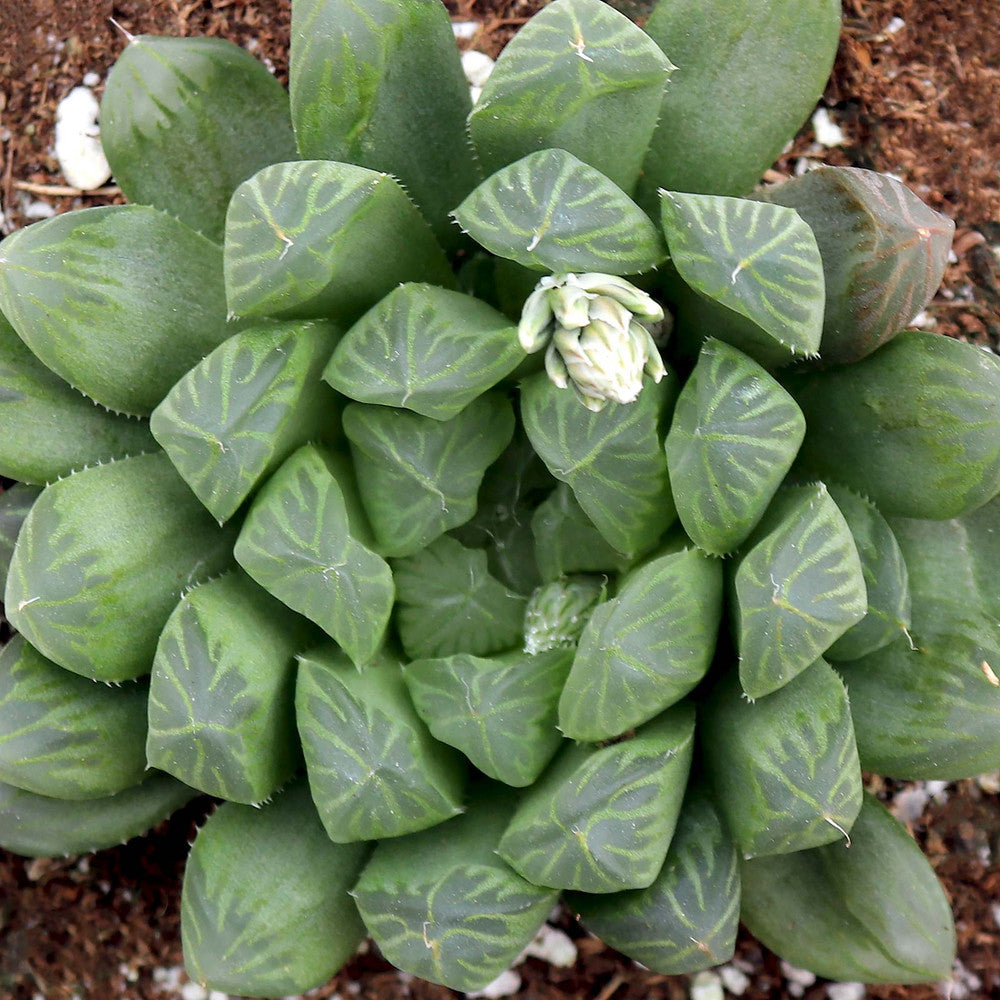 Haworthia cooperi var. dielsiana [large]