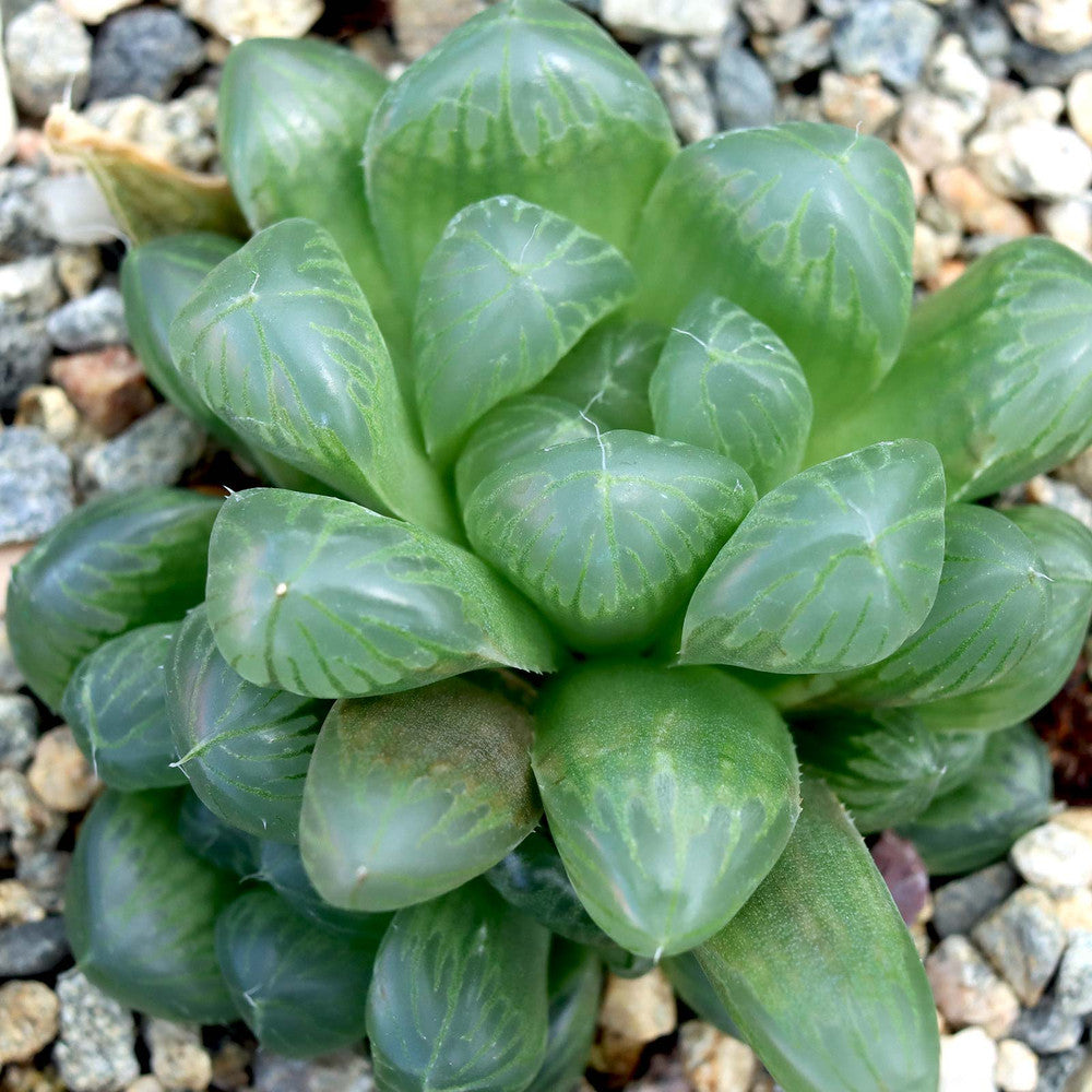 Haworthia cooperi var. dielsiana [large]