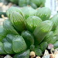 Haworthia cooperi var. dielsiana [large]