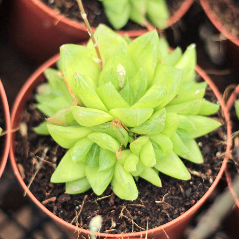 Haworthia cymbiformis - Windowed Boats