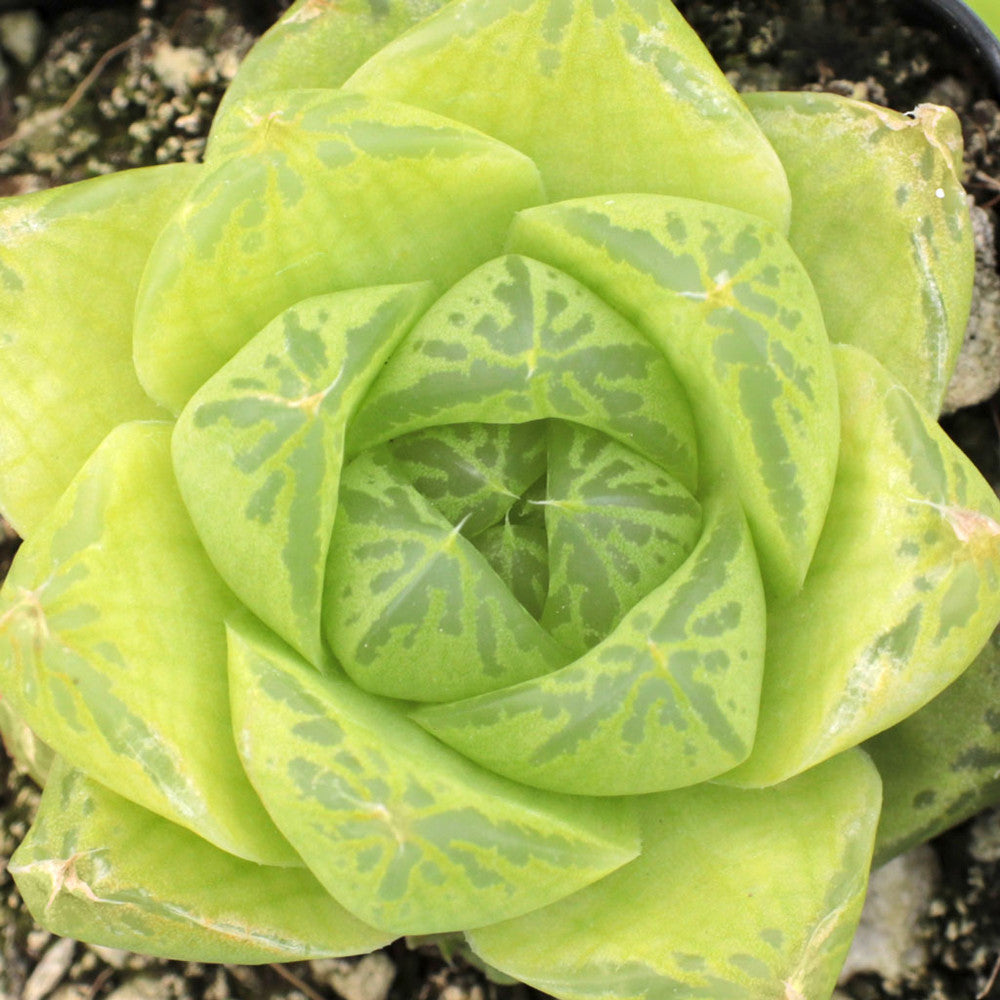 Haworthia cymbiformis - Windowed Boats