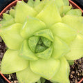 Haworthia cymbiformis - Windowed Boats