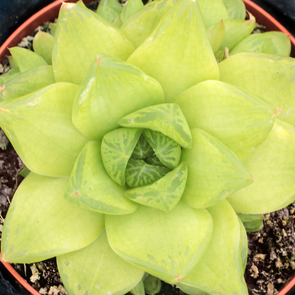 Haworthia cymbiformis - Windowed Boats