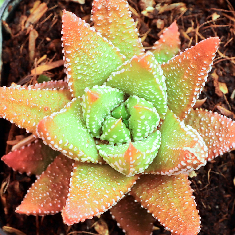 Haworthia attenuata f/ Enon