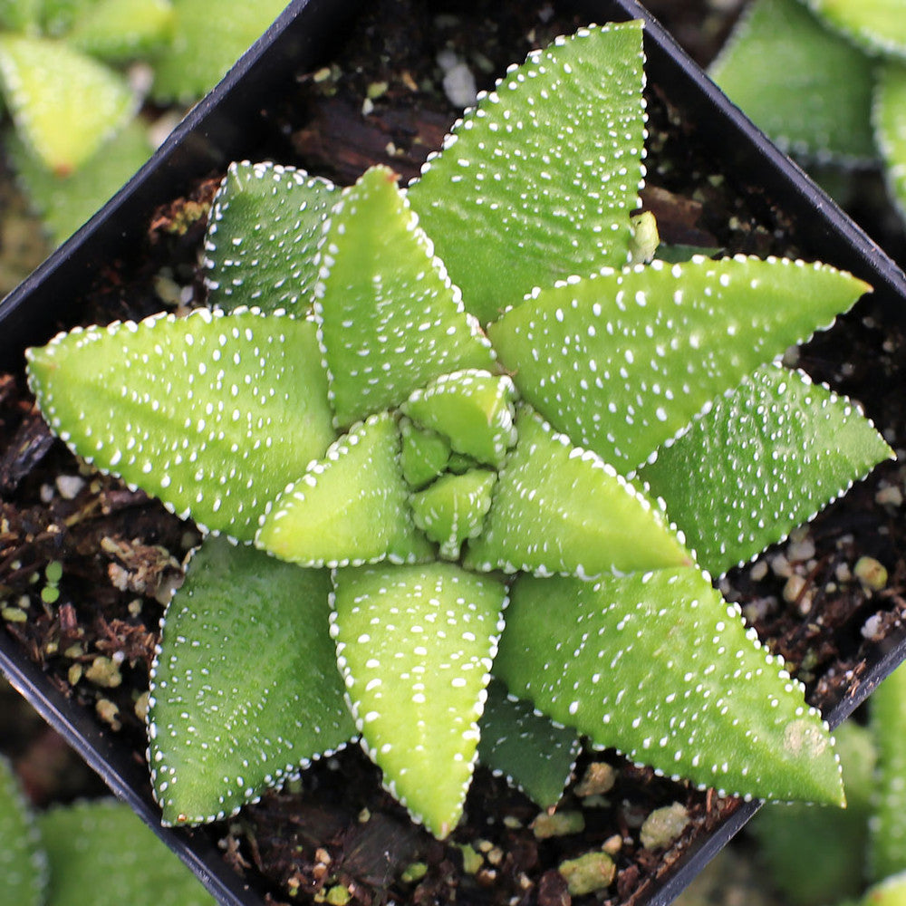 Haworthia attenuata f/ Enon