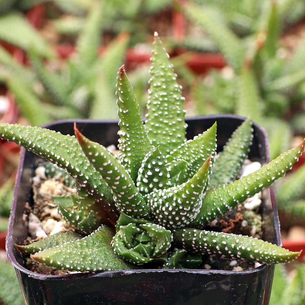 Haworthia attenuata f/ Enon