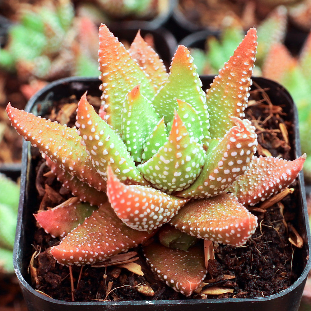 Haworthia attenuata f/ Enon