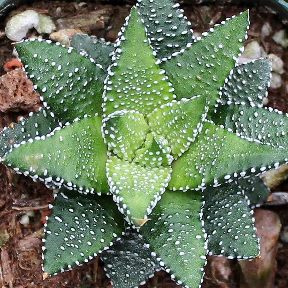 Haworthia attenuata f/ Enon