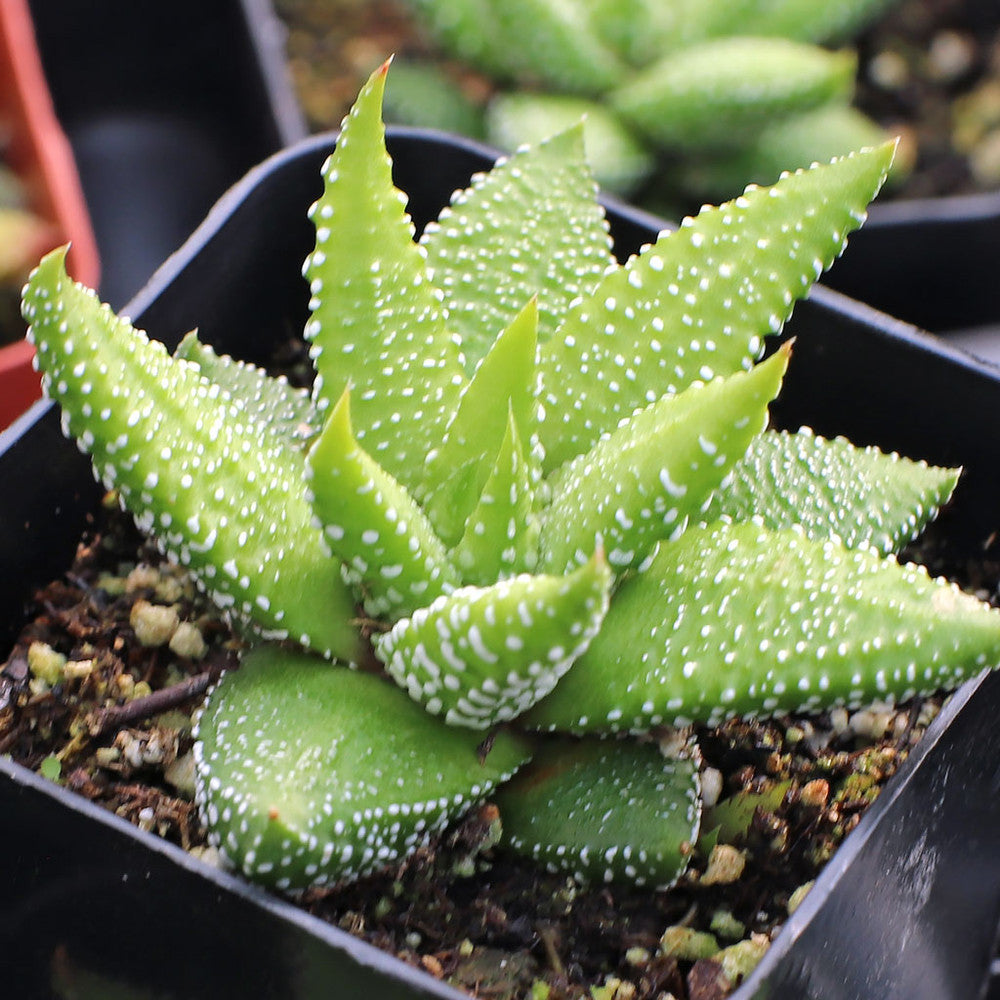 Haworthia attenuata f/ Enon