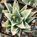Haworthia retusa 'White Ghost' [large]