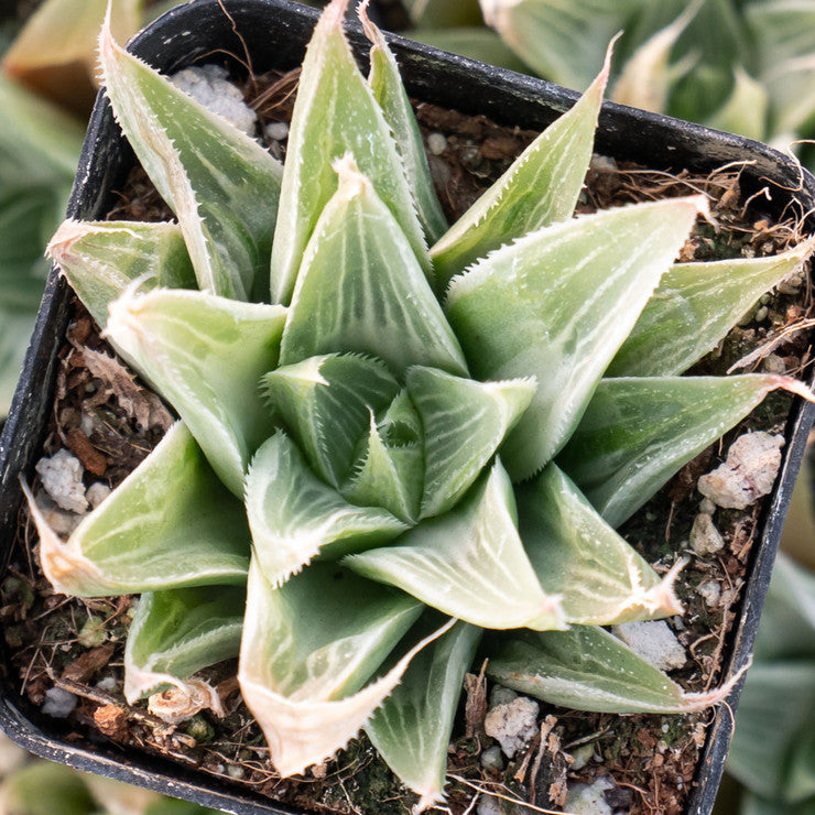 Haworthia retusa 'White Ghost' [large]