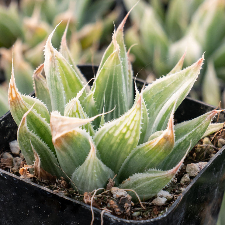 Haworthia retusa 'White Ghost' [large]