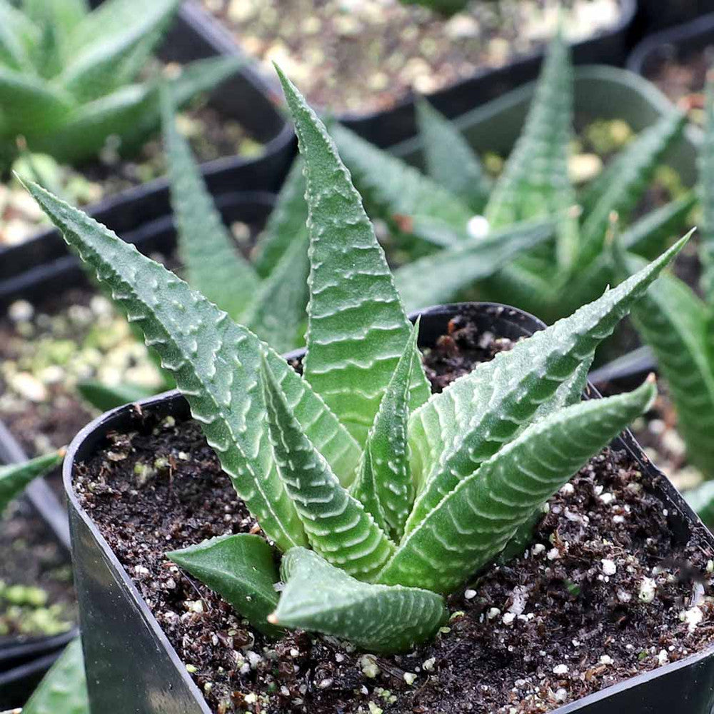 Haworthia limifolia - Fairy Washboard