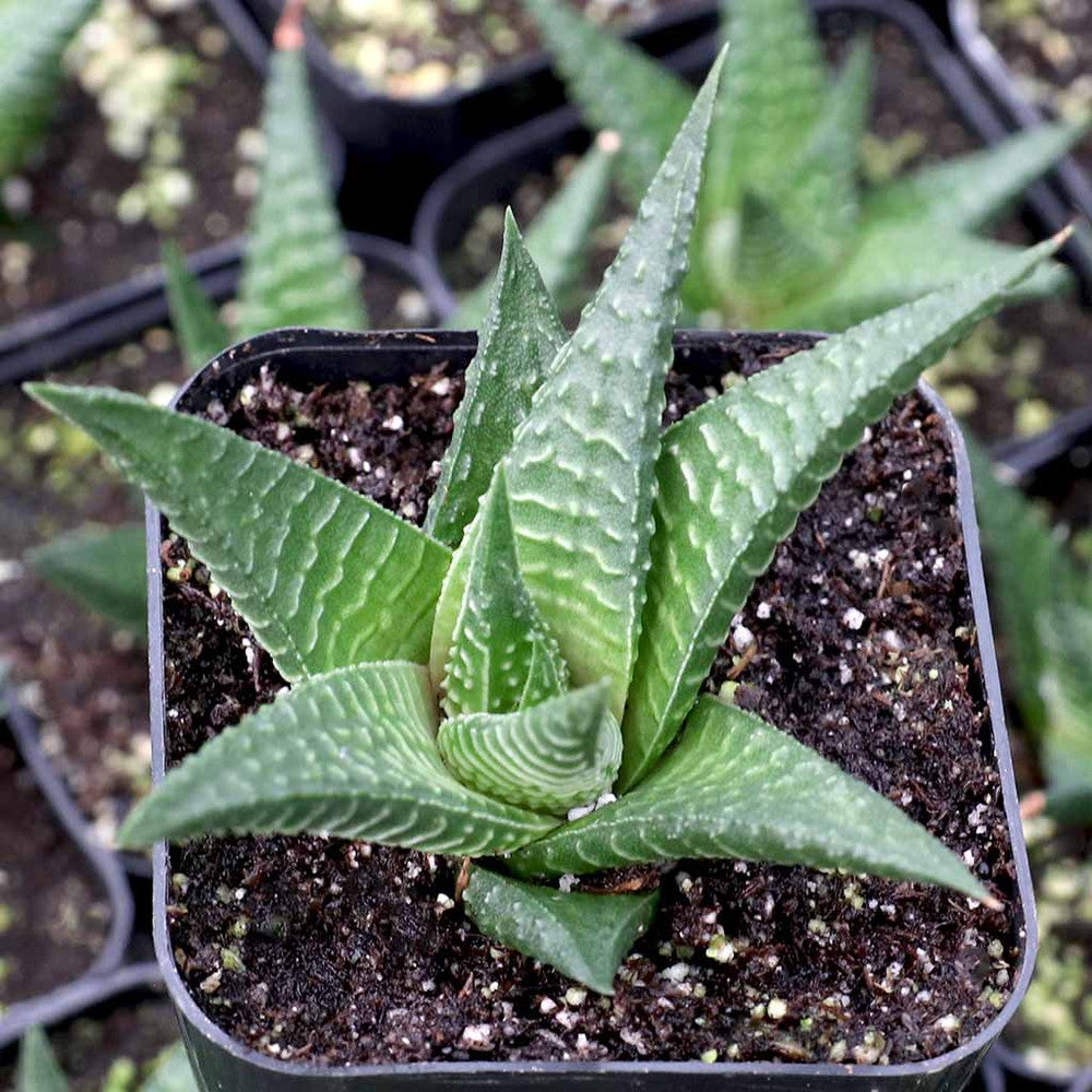 Haworthia limifolia - Fairy Washboard