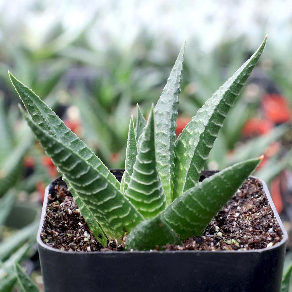 Haworthia limifolia - Fairy Washboard