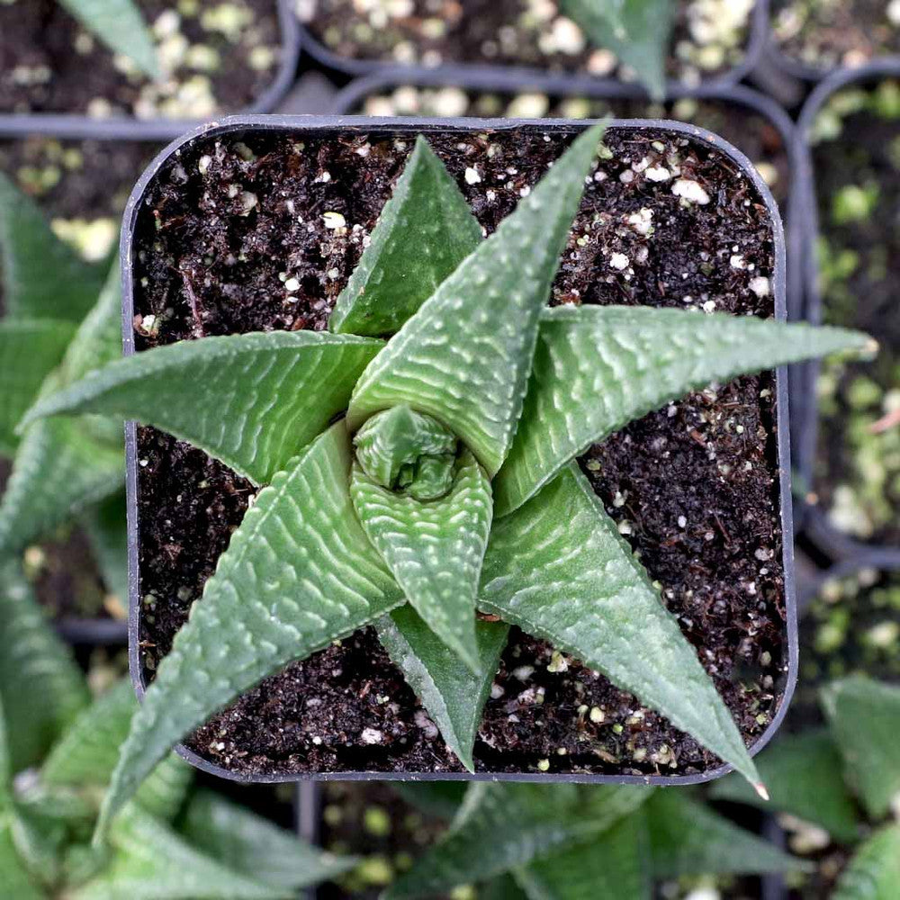 Haworthia limifolia - Fairy Washboard