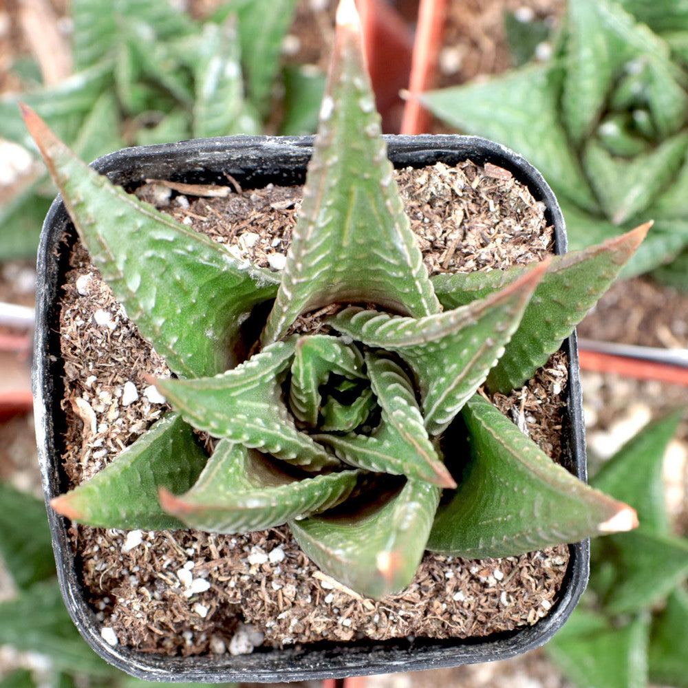 Haworthia limifolia - Fairy Washboard