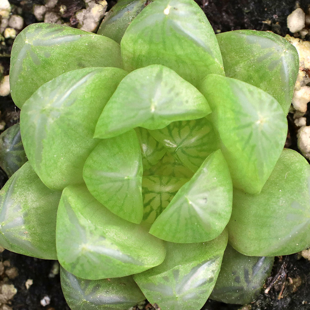 Haworthia cymbiformis var. obtusa