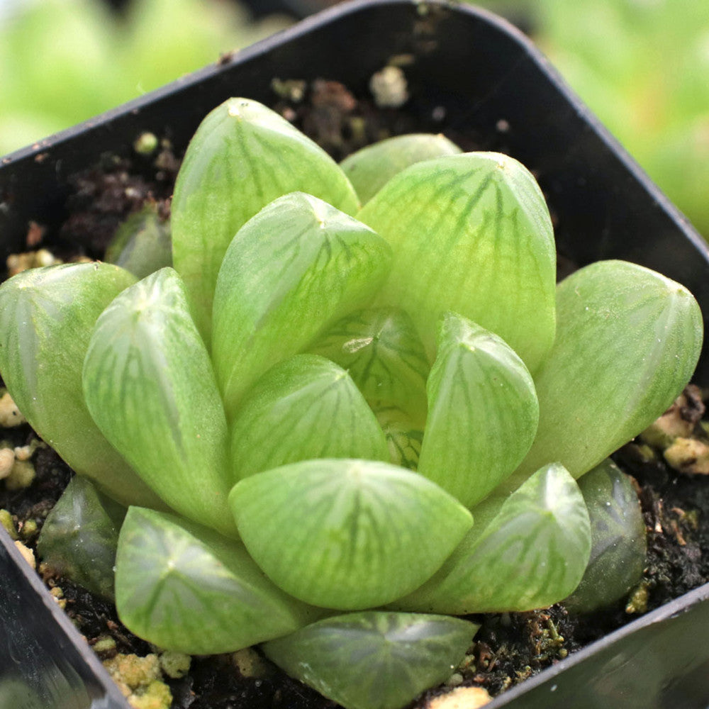 Haworthia cymbiformis var. obtusa