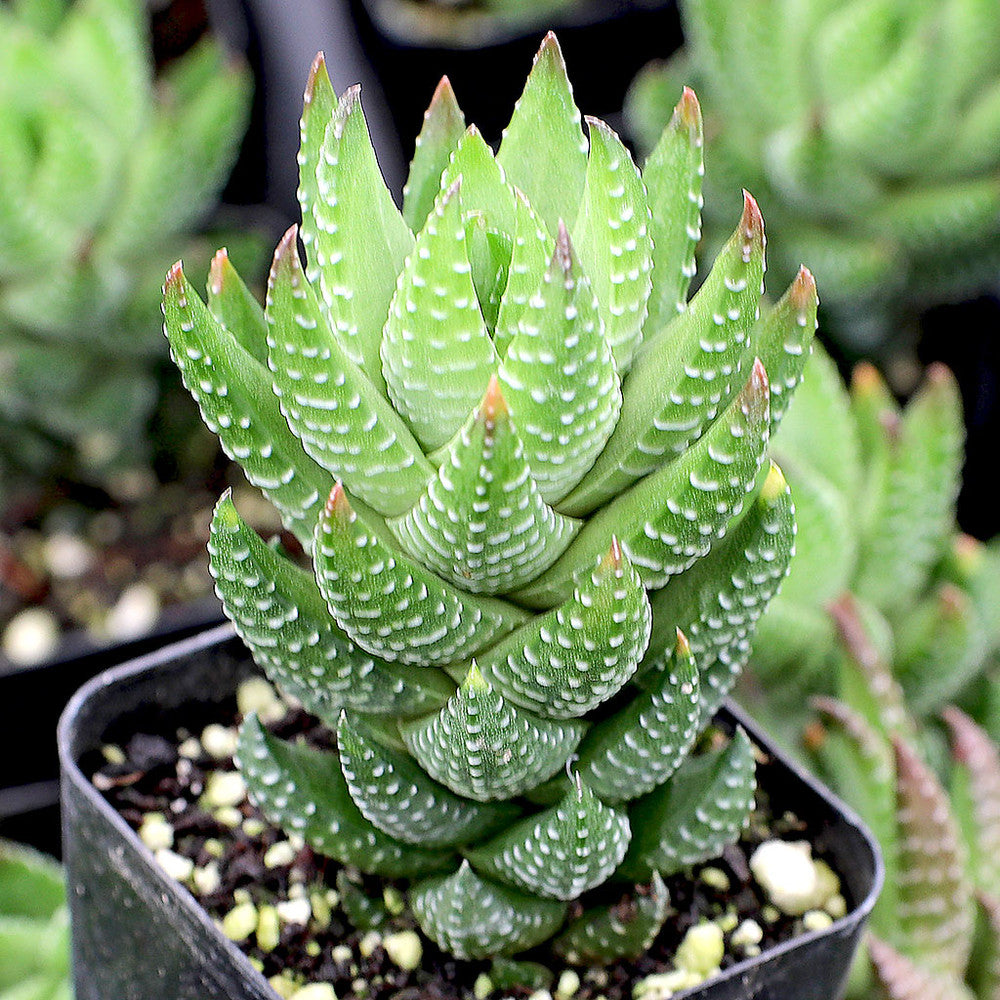 Haworthia reinwardtii