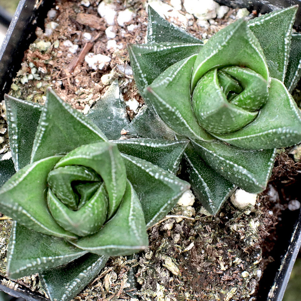 Haworthia resendeana