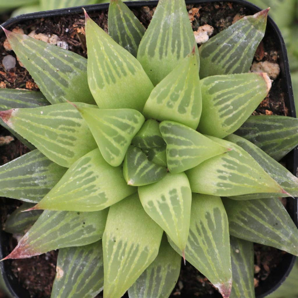 Haworthia retusa f. geraldii