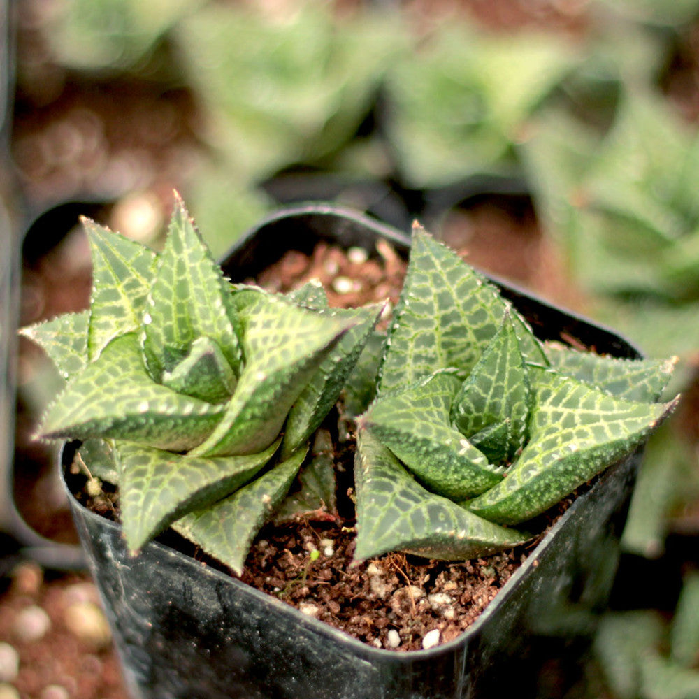Haworthia venosa ssp. tessellata