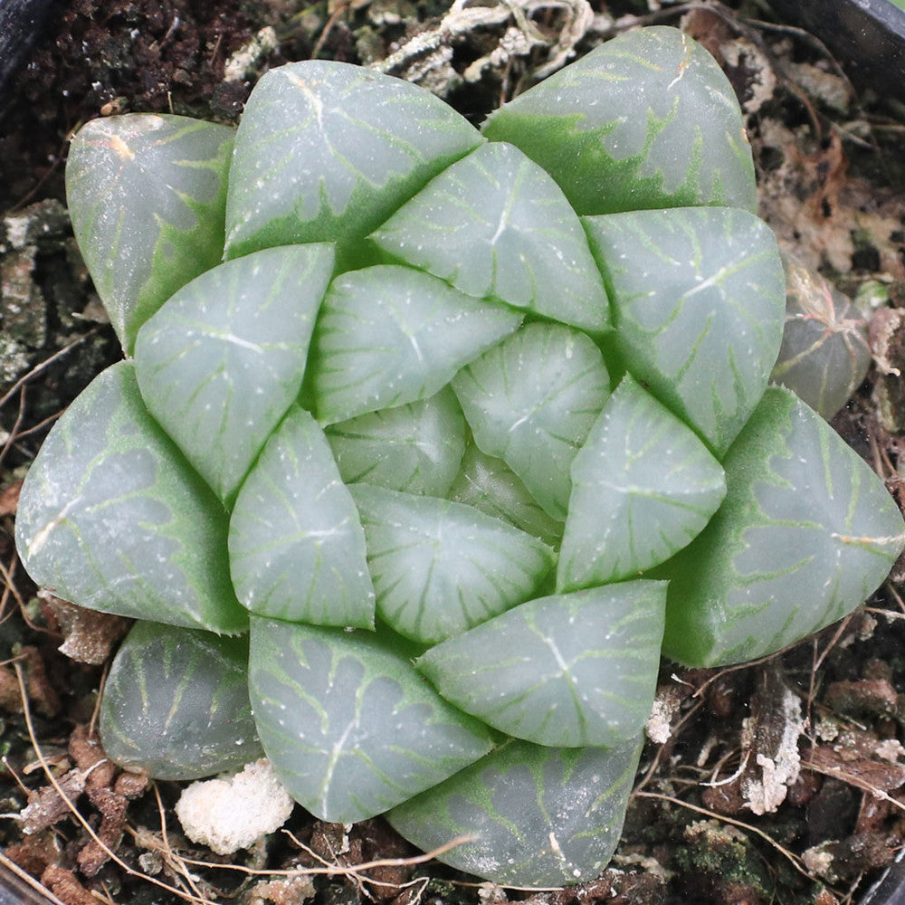 Haworthia cooperi var. truncata - Alien Eggs
