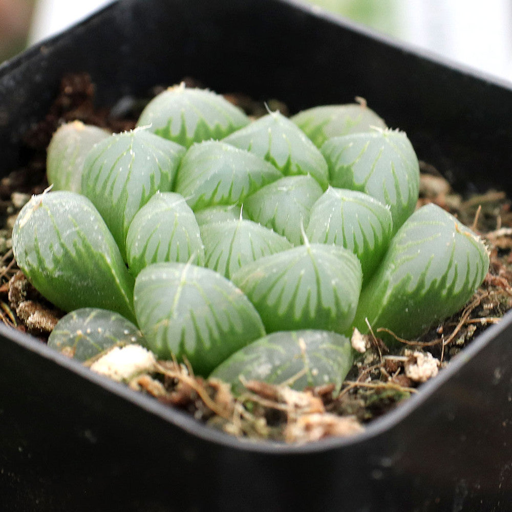 Haworthia cooperi var. truncata - Alien Eggs