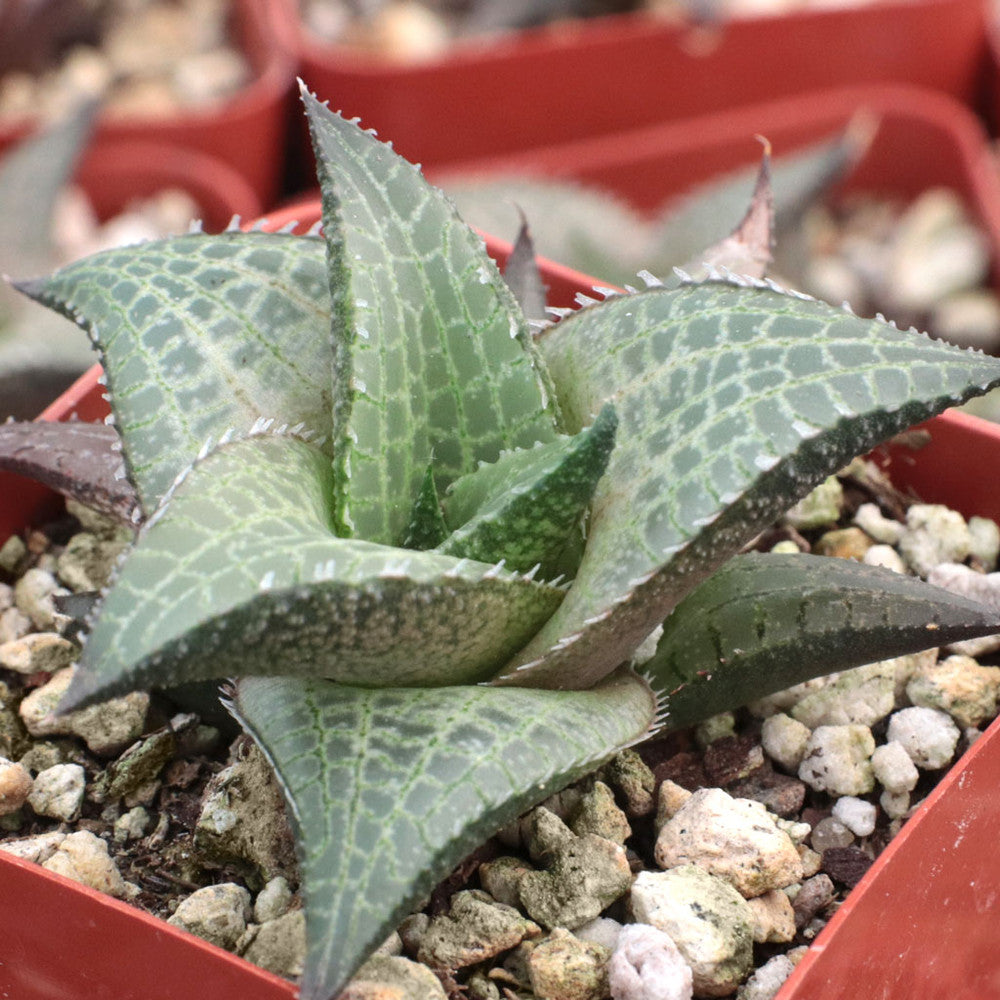 Haworthia venosa ssp. tessellata