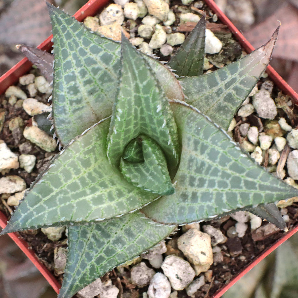 Haworthia venosa ssp. tessellata