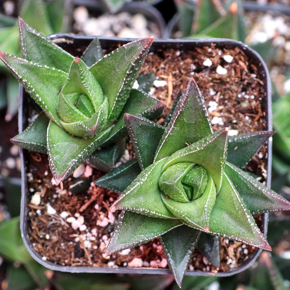 Haworthia resendeana