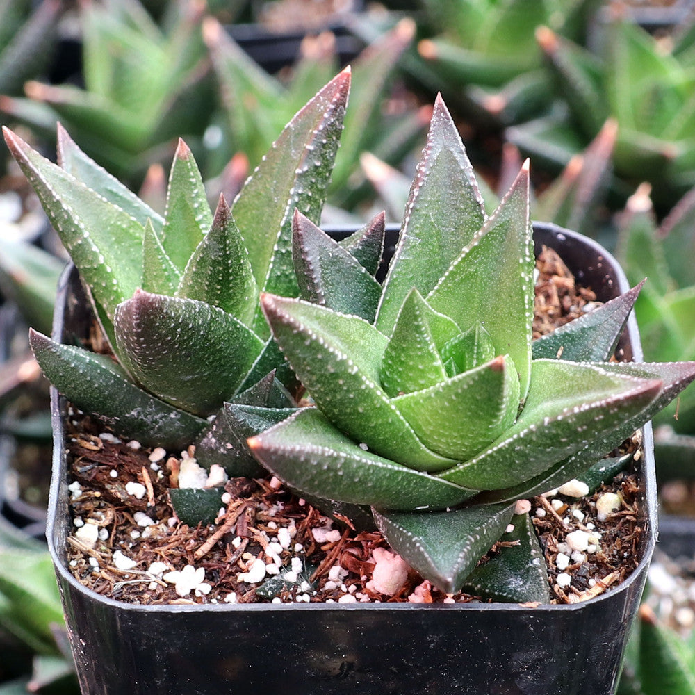 Haworthia resendeana