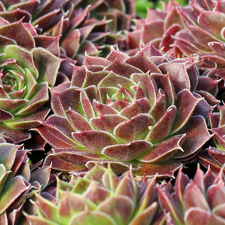 Sempervivum heuffelii 'Cherry Glow' [exclusive]