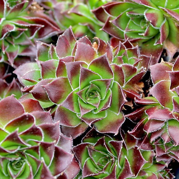 Sempervivum heuffelii 'Fandango'
