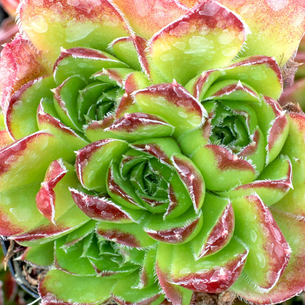 Sempervivum heuffelii 'Beatrice' [exclusive]