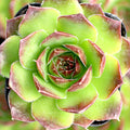 Sempervivum heuffelii 'Beatrice' [exclusive]