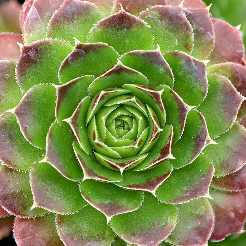 Sempervivum heuffelii 'Blaze'