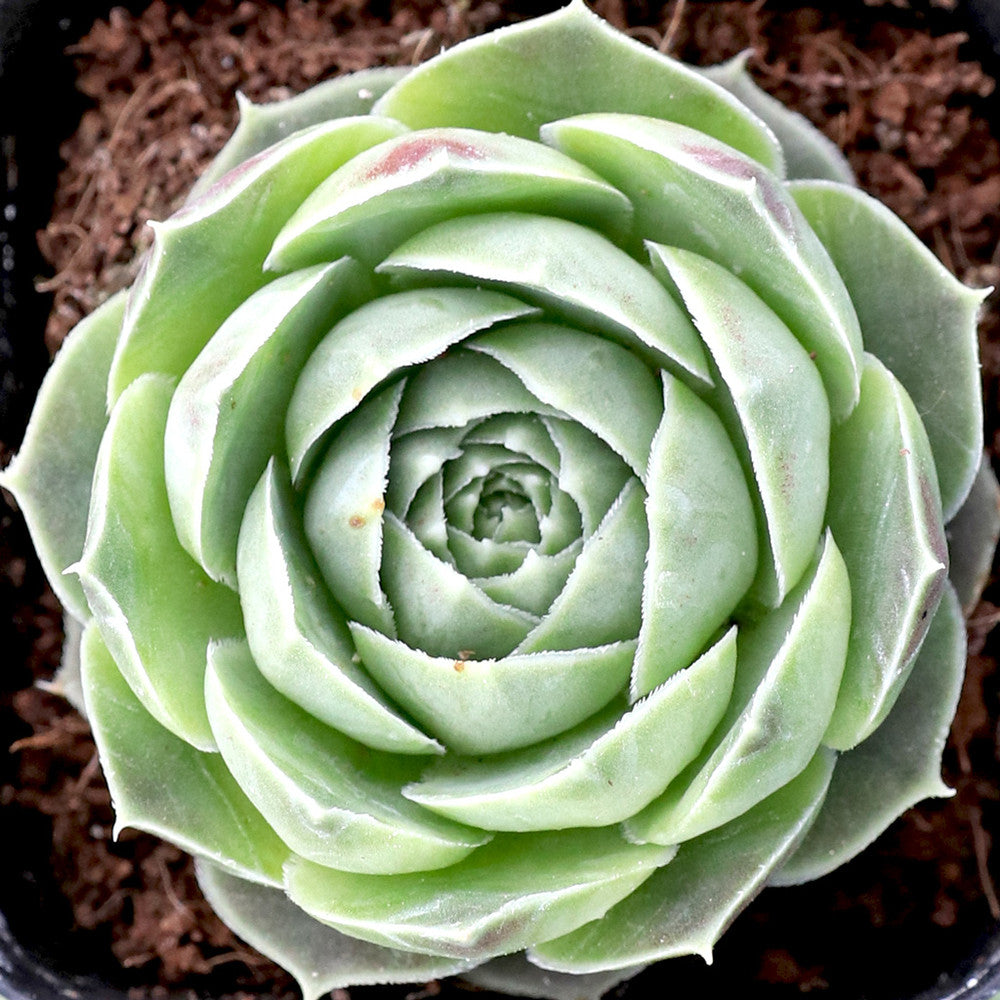 Sempervivum heuffelii 'Fante' [exclusive]