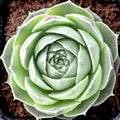 Sempervivum heuffelii 'Fante' [exclusive]
