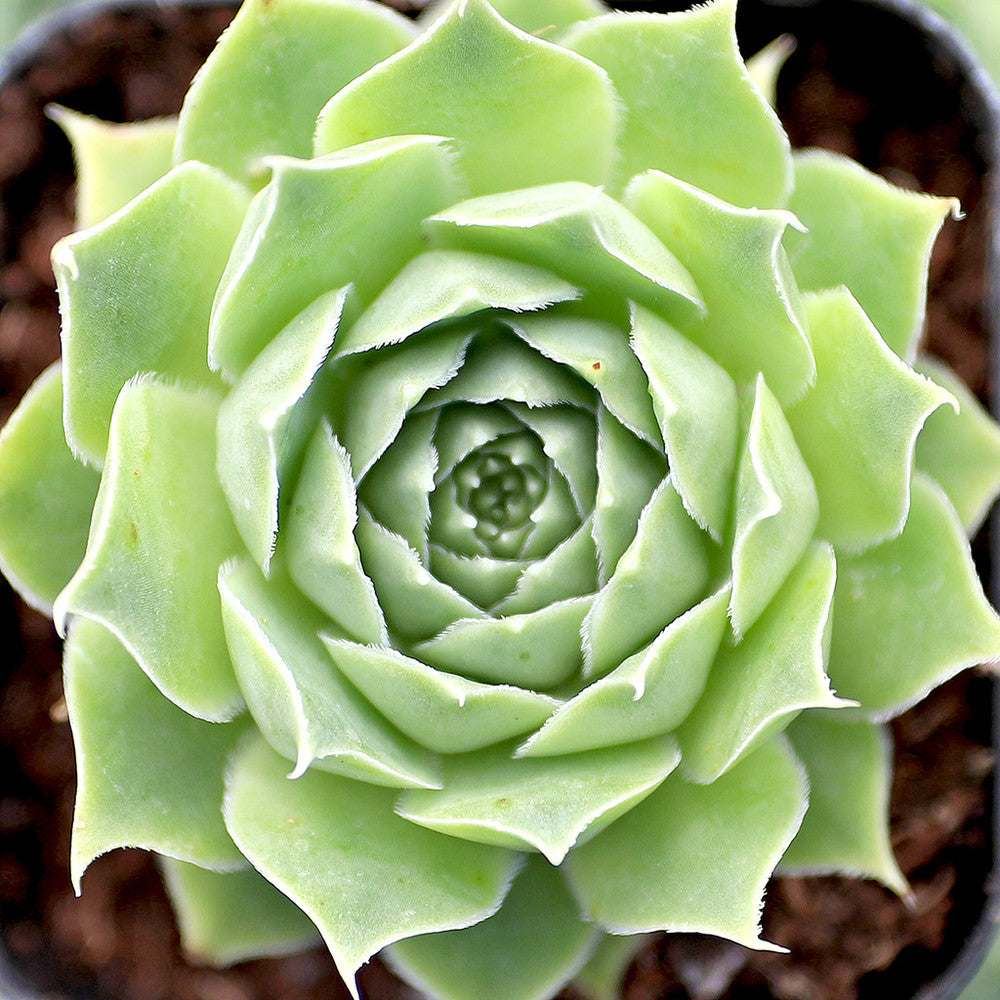 Sempervivum heuffelii 'Jade'
