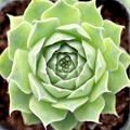 Sempervivum heuffelii 'Jade'