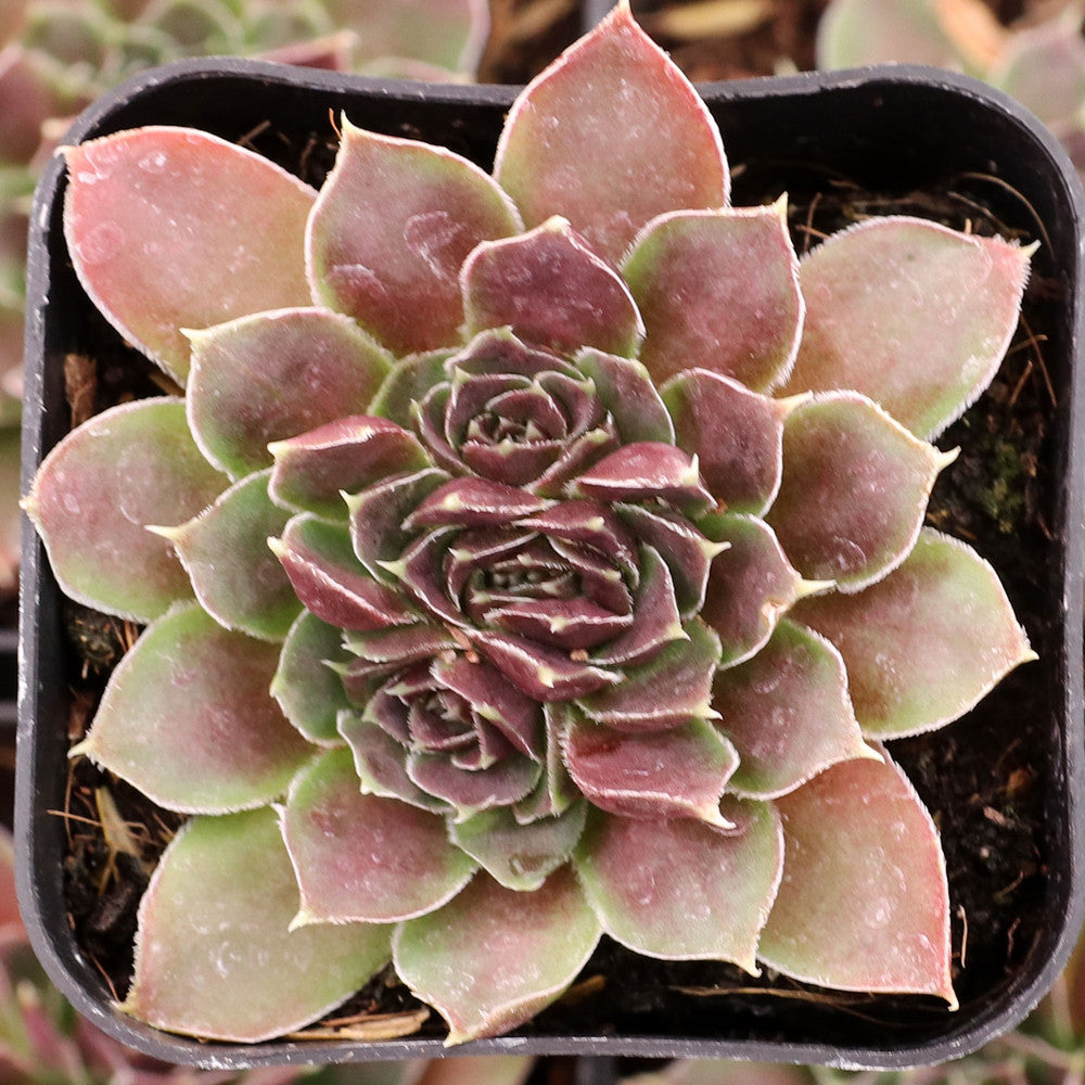 Sempervivum heuffelii 'Mystique'