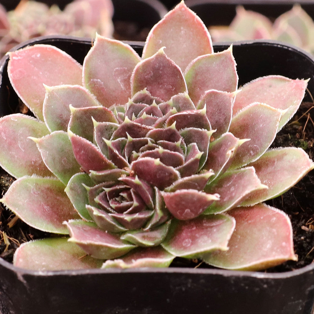 Sempervivum heuffelii 'Mystique'