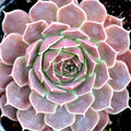 Sempervivum heuffelii 'Pink Skies'