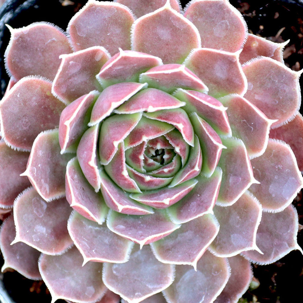 Sempervivum heuffelii 'Pink Skies'