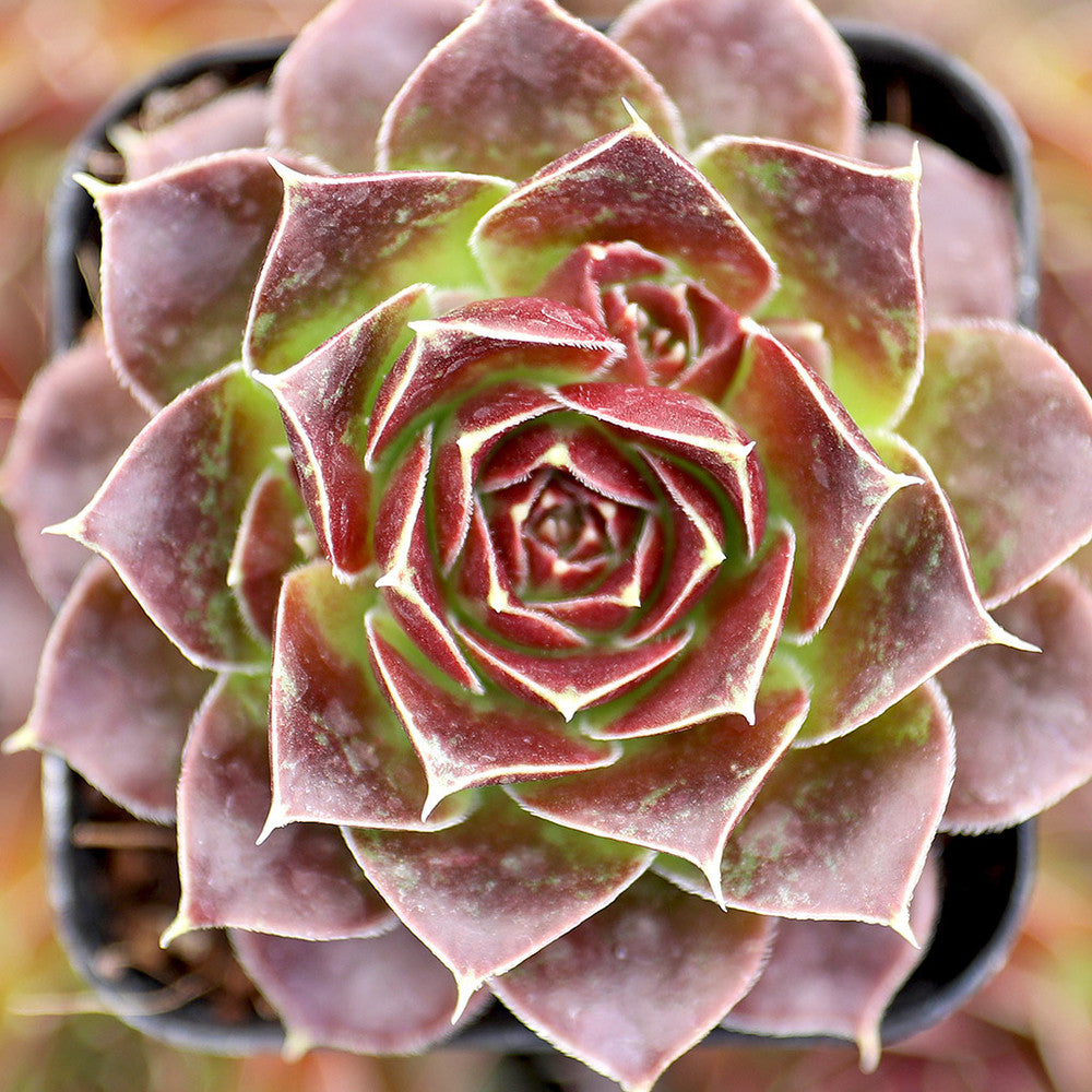 Sempervivum heuffelii 'Torrid Zone'