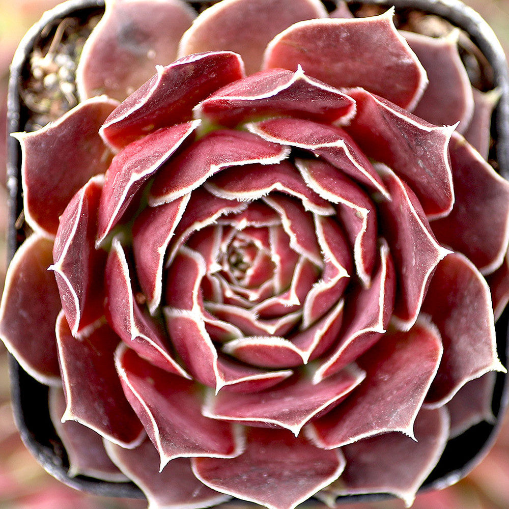 Sempervivum heuffelii 'Violet'