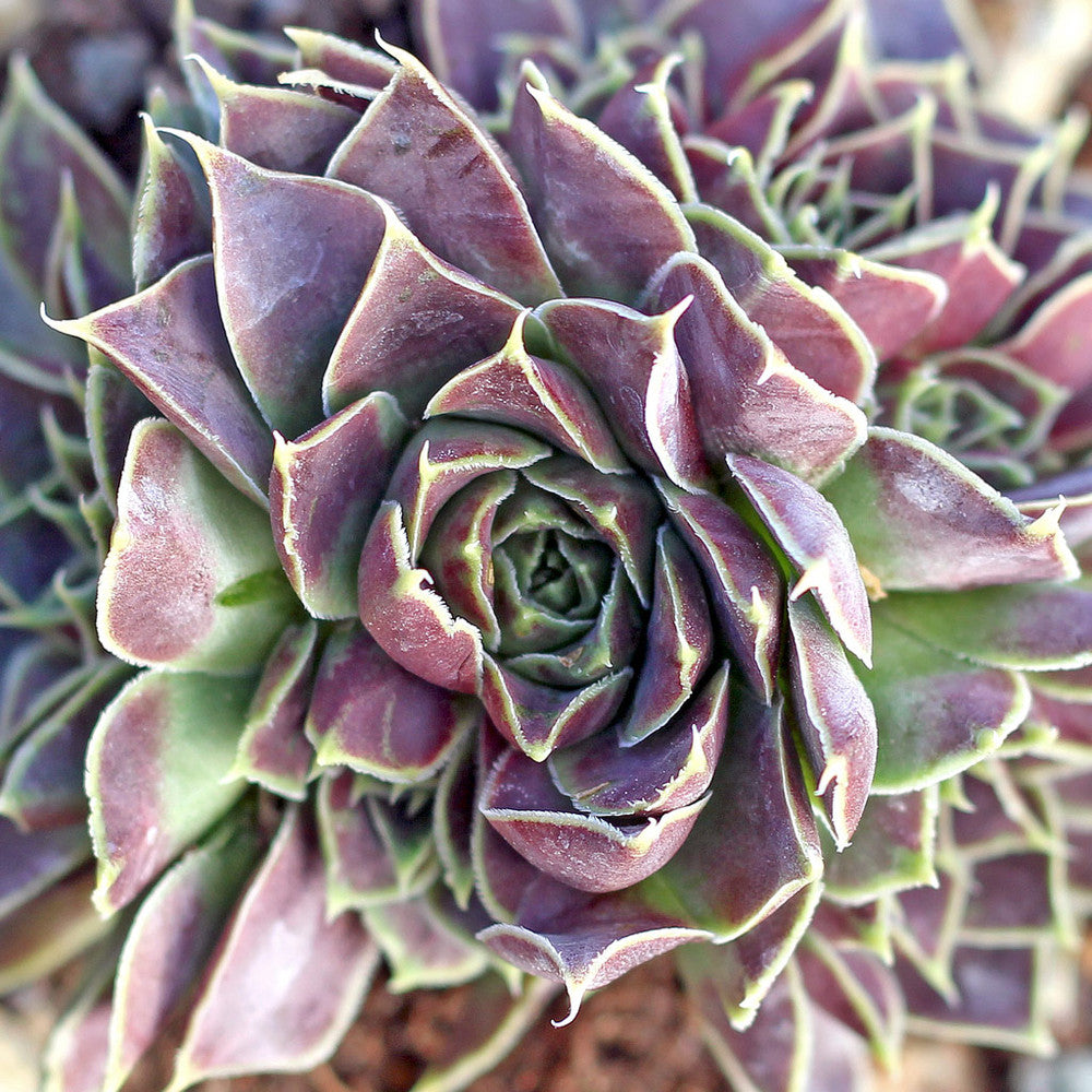 Sempervivum heuffelii 'Angel Wings'